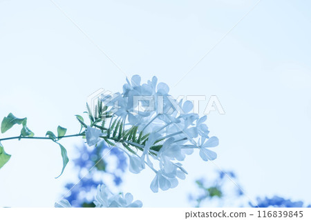 藍莓在炎熱的夏天開出清涼的花朵 藍莓在炎熱的夏天開出清涼的花朵 116839845