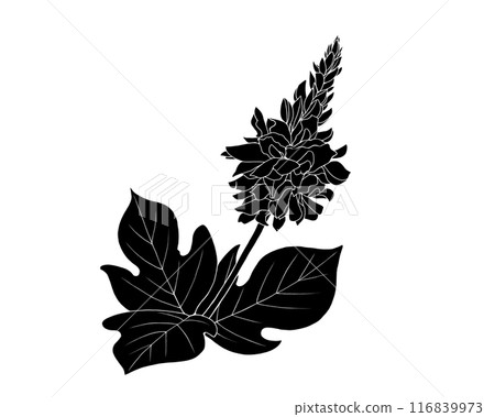 葛花的黑白插圖(白色輪廓) 葛花的黑白插圖(白色輪廓) 116839973