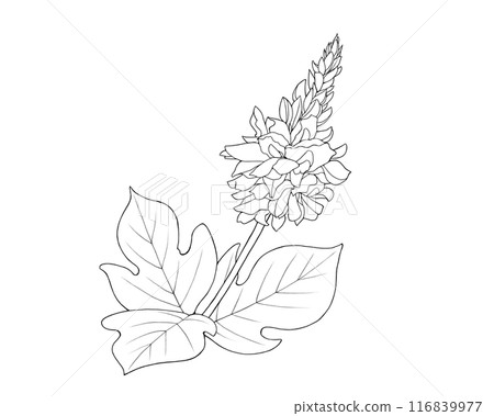 葛花的線條畫插圖 116839977