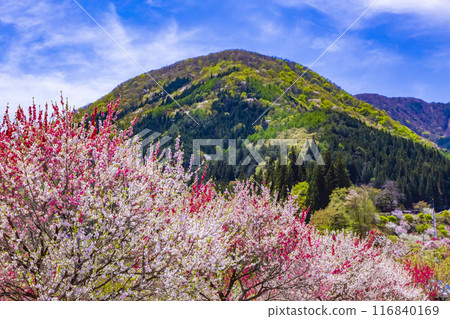 Achi village flower peach 116840169