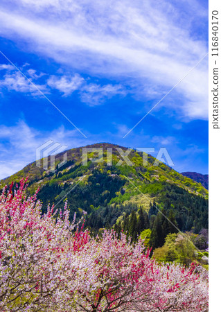 Achi village flower peach 116840170