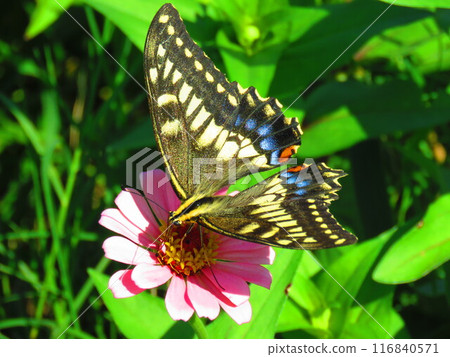 Flower and butterfly Flower and butterfly 116840571