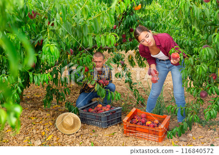 Successful male owner of orchard with assistant putting freshly gathered ripe peaches in crates Successful male owner of orchard with assistant putting freshly gathered ripe peaches in crates 116840572