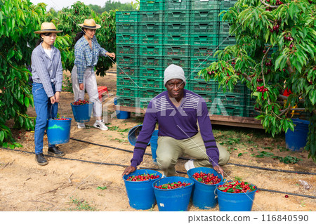 Satisfied orchard owner demonstrates the harvest of cherries Satisfied orchard owner demonstrates the harvest of cherries 116840590