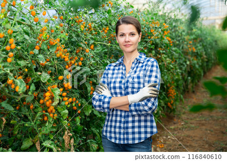 Woman farmer with yellow tomatoes in greenhouse Woman farmer with yellow tomatoes in greenhouse 116840610