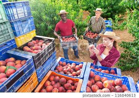 Female owner of orchard checks quality of peaches in crates after harvesting from trees Female owner of orchard checks quality of peaches in crates after harvesting from trees 116840613