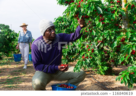 Male owner of citrus farm gathering harvest of ripe cherry 116840619