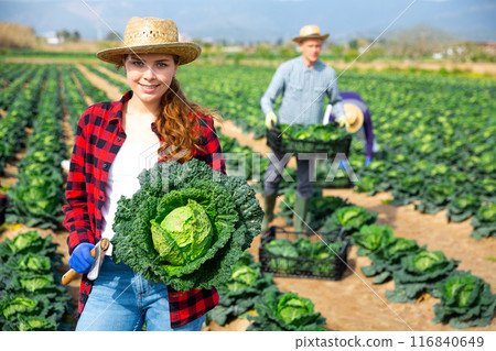 Young female farmer harvesting fresh savoy cabbage Young female farmer harvesting fresh savoy cabbage 116840649