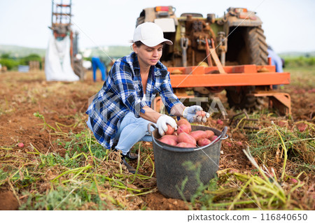 Man agriculturist gathering potatoes from ground 116840650
