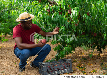 Concentrated african american farmer harvesting ripe peaches in garden Concentrated african american farmer harvesting ripe peaches in garden 116840671