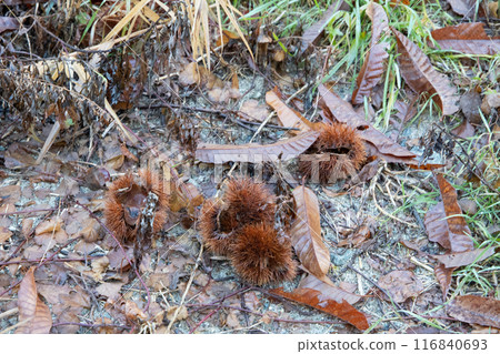 Chestnuts fallen to the ground 116840693
