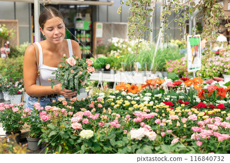 Girl walks through exhibition of ornamental plants, examines rose in showcase 116840732