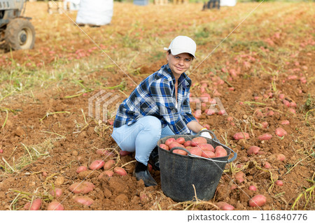 Young woman professional farmer harvesting and puts potato in box at farm field 116840776