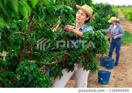Asian woman working at the farm 116840840