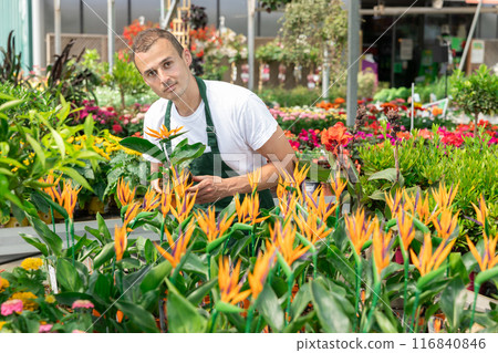 Male employee of garden shopping center inspects product, pot with strelizia. Male employee of garden shopping center inspects product, pot with strelizia. 116840846