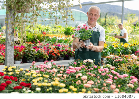 Mature male employee of garden shopping center inspects product, pot with rose. Mature male employee of garden shopping center inspects product, pot with rose. 116840873