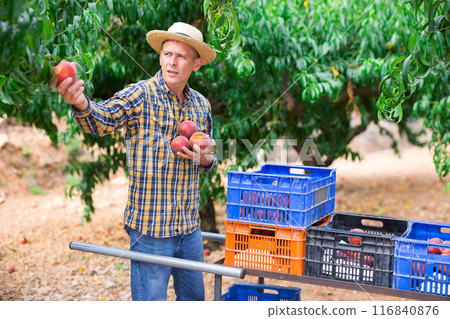 Positive latino farmer harvesting peaches in fruit garden 116840876