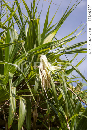The eastern sky of Amami before sunrise 116840905