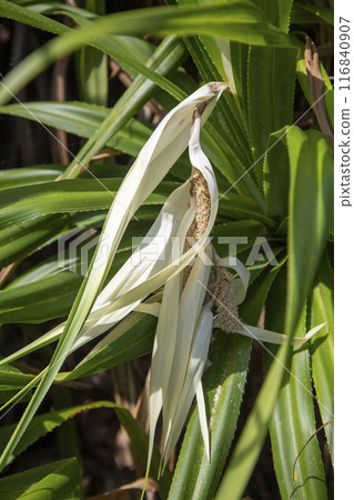 日出前的奄美東部天空 日出前的奄美東部天空 116840907