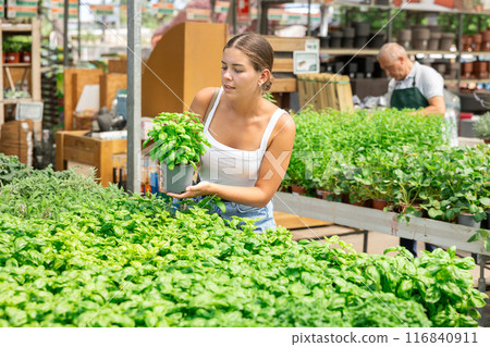 Young woman choosing basil in flower shop 116840911