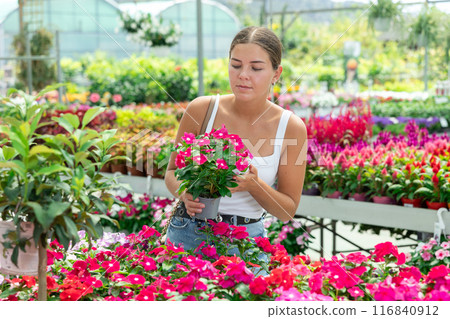Girl walks through exhibition of ornamental plants, examines vinca in showcase 116840912