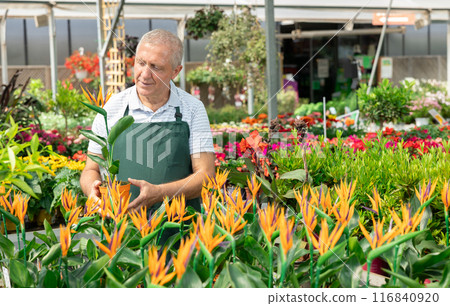 Mature male employee of garden shopping center inspects product, pot with strelizia. Mature male employee of garden shopping center inspects product, pot with strelizia. 116840920
