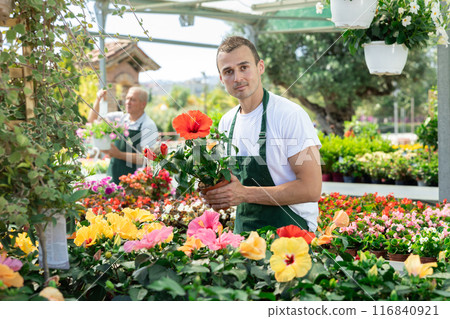 Male employee of garden shopping center inspects product, pot with hibiscus. 116840921