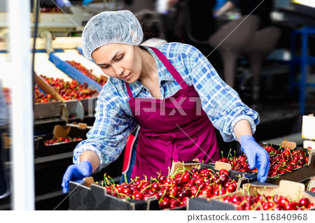 Woman with crates in cherry warehouse Woman with crates in cherry warehouse 116840968