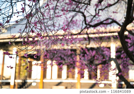 興勝寺的梅樹 116841089