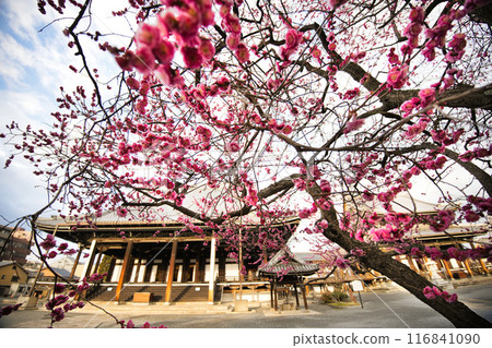 Plum tree at Koshoji Temple Plum tree at Koshoji Temple 116841090