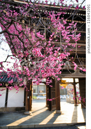 Plum tree at Koshoji Temple Plum tree at Koshoji Temple 116841091