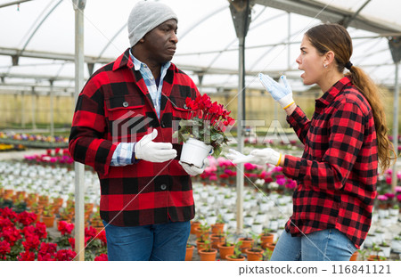 Couple of gardeners with cyclamen flowers in greenhouse Couple of gardeners with cyclamen flowers in greenhouse 116841121