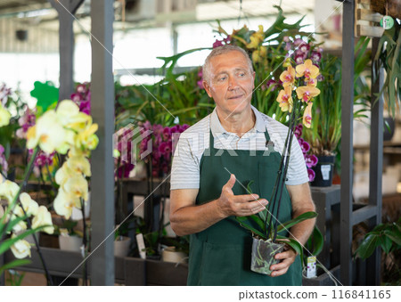 Mature male employee of garden shopping center inspects product, pot with orchid. 116841165