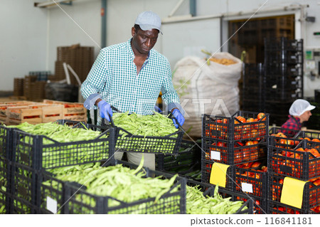 African american man puts crates of pea pods on top of each other 116841181