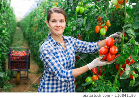 Happy farm owner picks red tomatoes in greenhouse 116841186