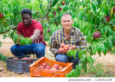 Two men working in peach plantation Two men working in peach plantation 116841194