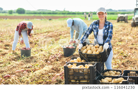 Female farmer arranging in stack boxes with potatoes on farm field Female farmer arranging in stack boxes with potatoes on farm field 116841230