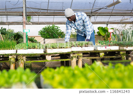 African american farmer is engaged in growing seedlings African american farmer is engaged in growing seedlings 116841243