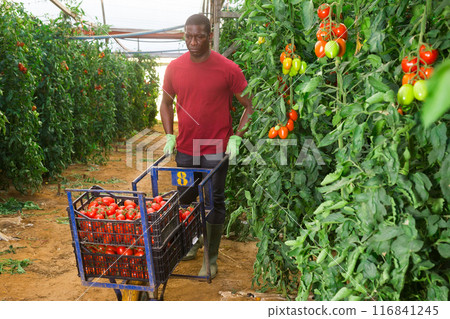 Afro-american man carries on wheelbarrow plastic boxes with harvest of tomatoes Afro-american man carries on wheelbarrow plastic boxes with harvest of tomatoes 116841245