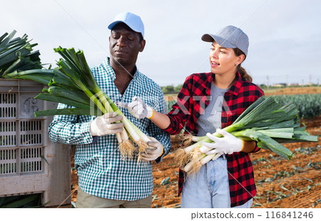 Young female farmer with male partner inspecting harvested leek in field Young female farmer with male partner inspecting harvested leek in field 116841246