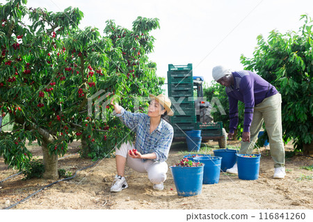 Group of focused farm workers harvesting organic cherry Group of focused farm workers harvesting organic cherry 116841260