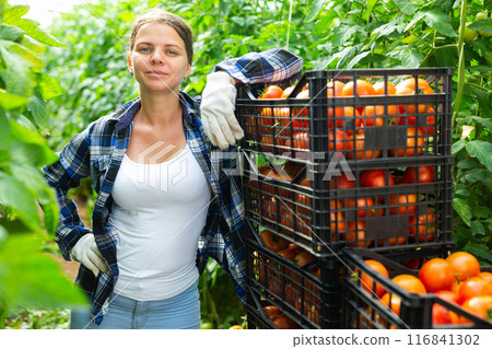 Smiling woman vegetable grower standing near boxes with tomatoes in greenhouse Smiling woman vegetable grower standing near boxes with tomatoes in greenhouse 116841302