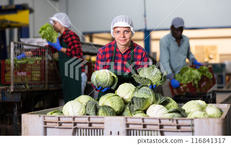 Cheerful woman working in vegetable factory, sorting cabbage 116841317