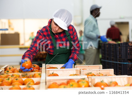 Woman working carefully sorts ripe tomatoes into boxes in factory warehouse Woman working carefully sorts ripe tomatoes into boxes in factory warehouse 116841354