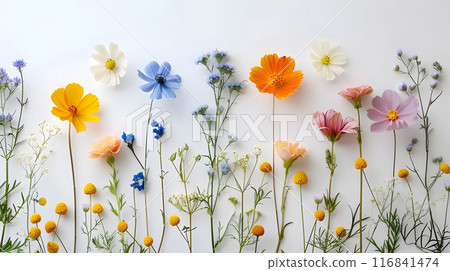 A vibrant row of colorful flowers, including camomile, on a white background creates a cheerful and artistic display of nature. The petals and grass create a happy meadow of flowering plants A vibrant row of colorful flowers, including camomile, on a white background creates a cheerful and artistic display of nature. The petals and grass create a happy meadow of flowering plants 116841474