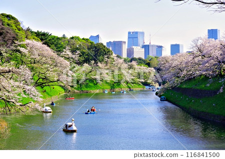 千鳥淵、護城河和盛開的櫻花的壯麗景色 千鳥淵、護城河和盛開的櫻花的壯麗景色 116841500