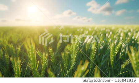 The vibrant wheat field, illuminated by the morning sunlight, highlights the harmonious bond between nature and agriculture in rural areas, showcasing the beauty of the countryside 116841939