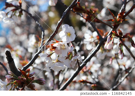 櫻花 櫻花 116842145