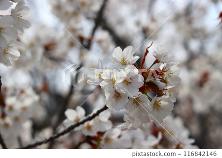 櫻花 櫻花 116842146