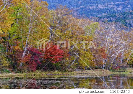 秋天的荷花池 116842243